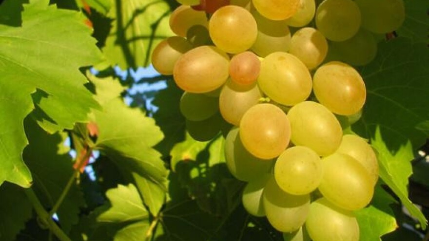 Pošip hrvatski izvozni adut