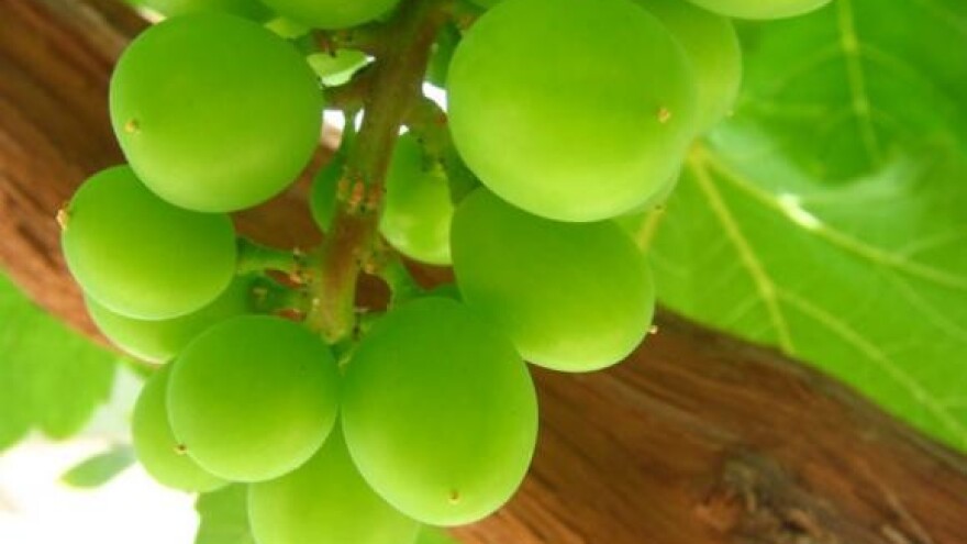 Zadovoljstvo zbog dobrog uroda