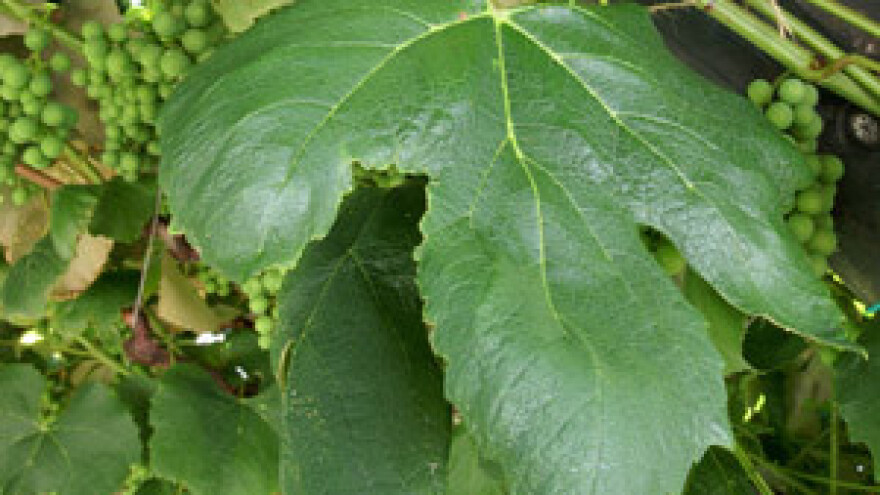 Dalmatinski vinari pred enolozima iz Europe