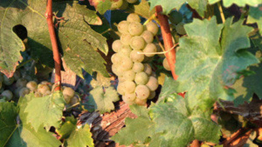 U blizini Pule gradit će se vinski podrum