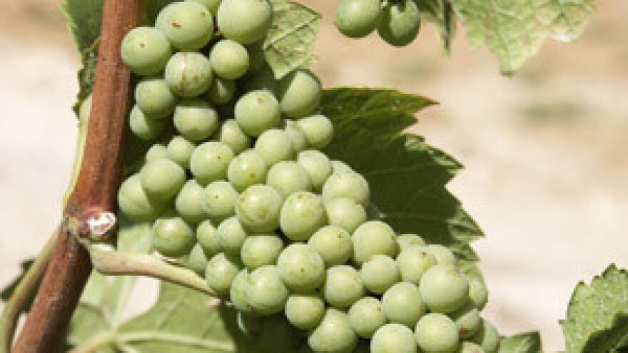 EU fondovi razvijaju vinski turizam