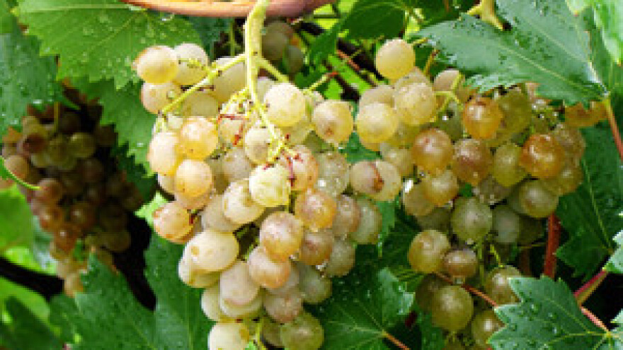 Međimurski vinari: Zvonko Kerman iz Nedelišća