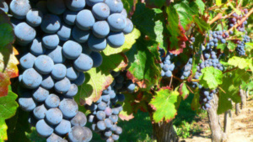 Hrvatski vinari na sajmu u Njemačkoj