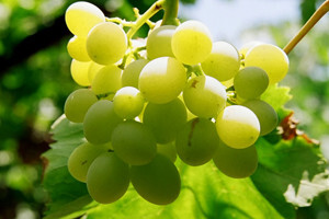 Podrumi Belje obnavljaju svoje vinograde