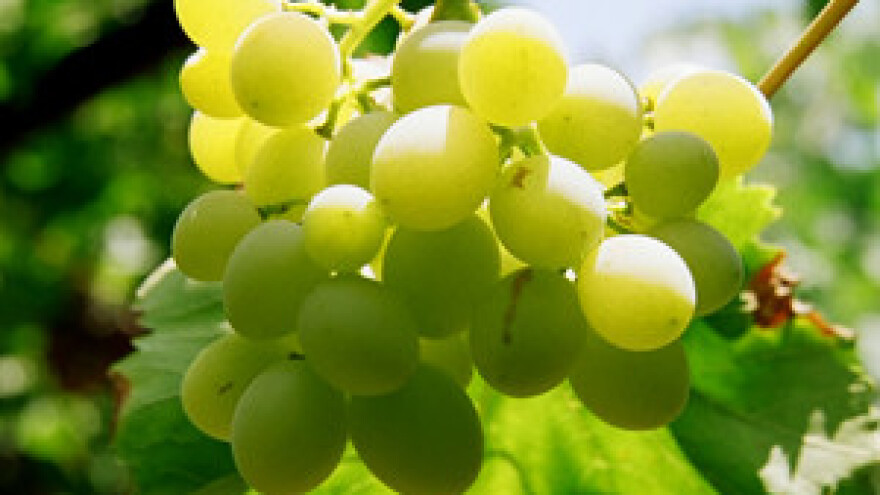 Podrumi Belje obnavljaju svoje vinograde