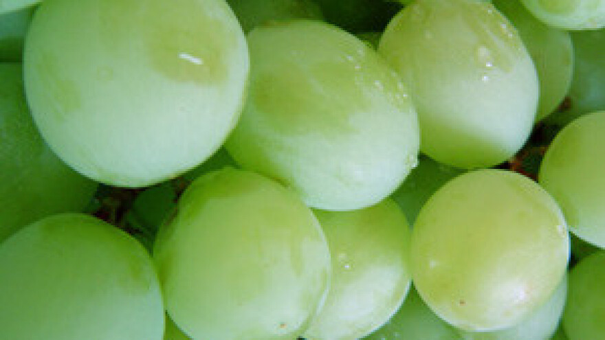 Kooperanti Iločkih podruma čekaju isplatu iz 2009.