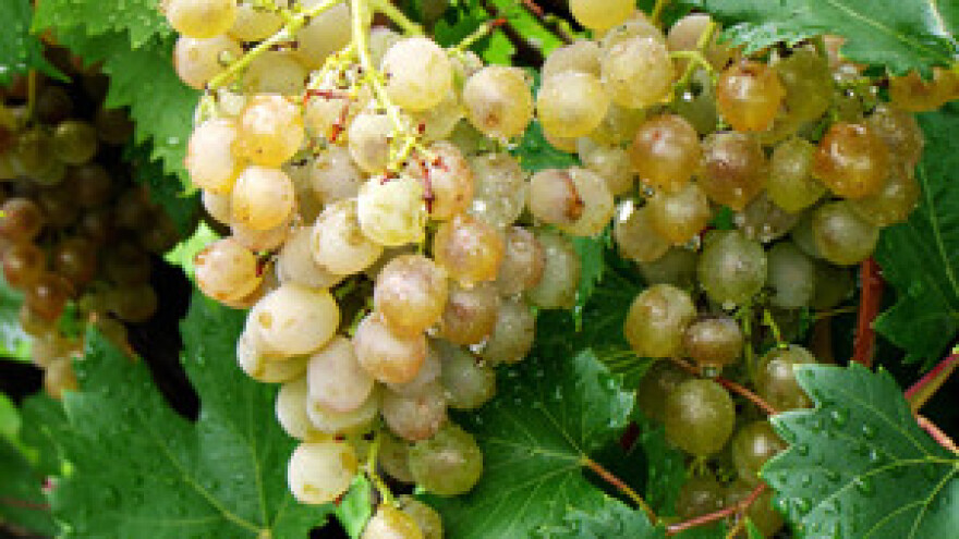 Sindikalci Dalmacijavina danas u podne s Čobankovićem