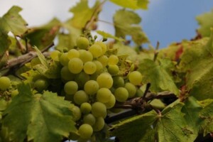 Vino je život Iloka!