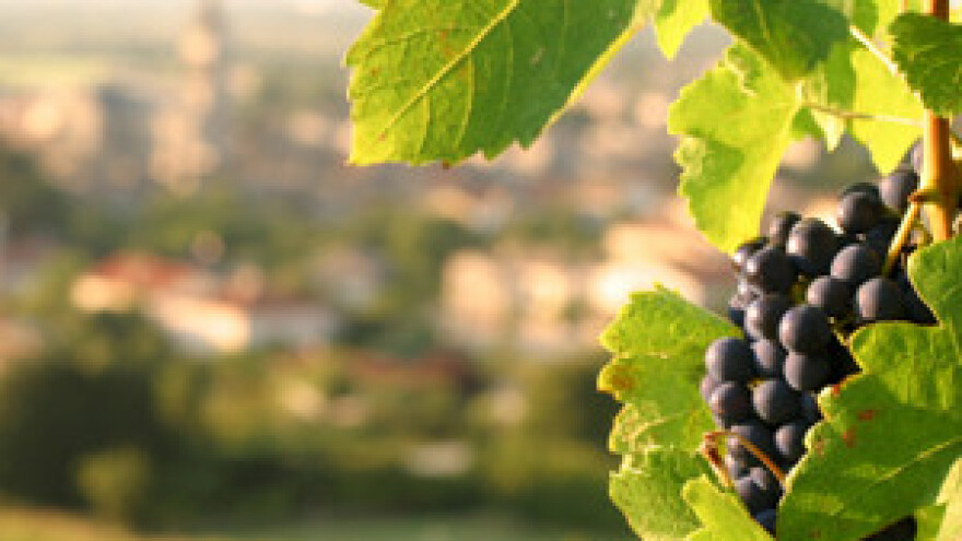 Hrvatski Dingač i na Trumpovoj vinskoj listi