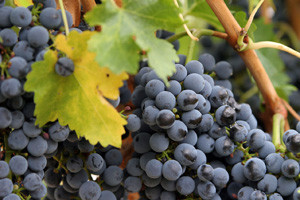 Likeri i desertna vina - recept za sretnog čovjeka