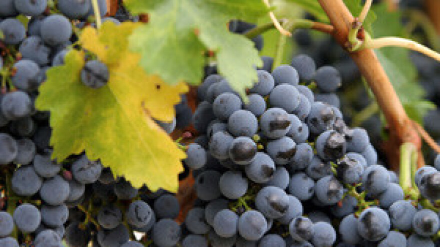 Likeri i desertna vina - recept za sretnog čovjeka