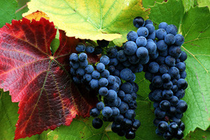 Vinarija Miljas podignula reputaciju konavoskih vina