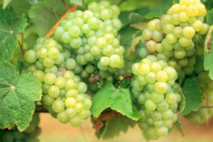 Kvalitetna istarska vina
