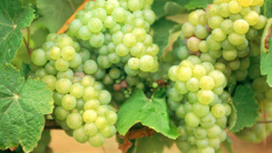 Kvalitetna istarska vina