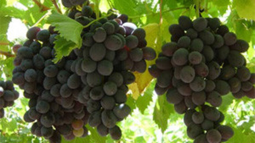 Čobanković o Dalmacijavinu