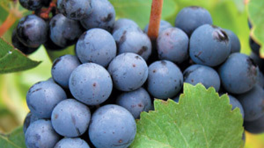 Međimurski vinari: Obitelj Cmrečnjak