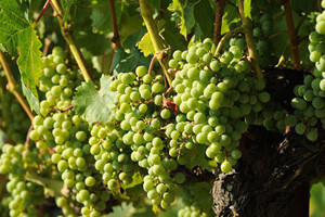 Zadnje zaštite vinograda od biljnih bolesti!
