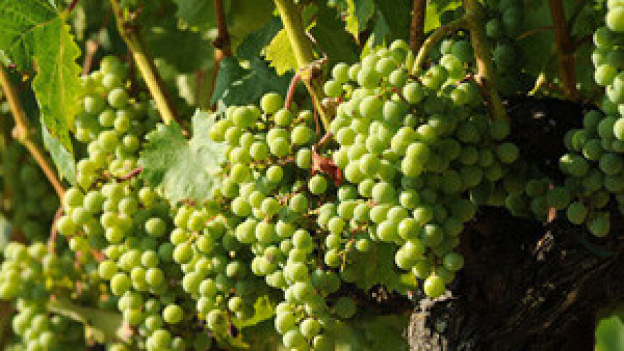 Zadnje zaštite vinograda od biljnih bolesti!