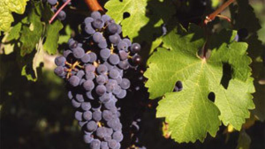 Berba grožđa - dva tjedna ranije