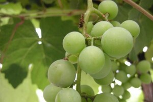 Vinogradari na cesti zbog niske cijene grožđa