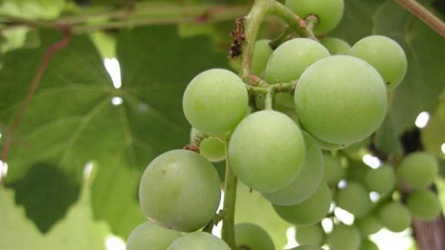 Vinogradari na cesti zbog niske cijene grožđa