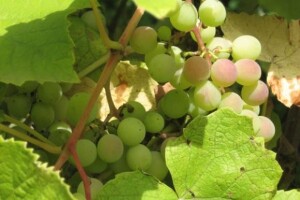 Vinogradarstvo i vinarstvo ponos Moslavine