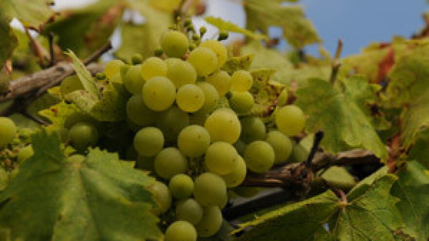 Hrvatska vina osvajaju London