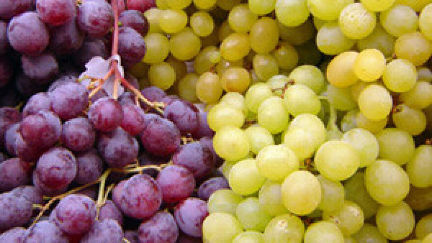 Korčula: jematva će početi koncem kolovoza