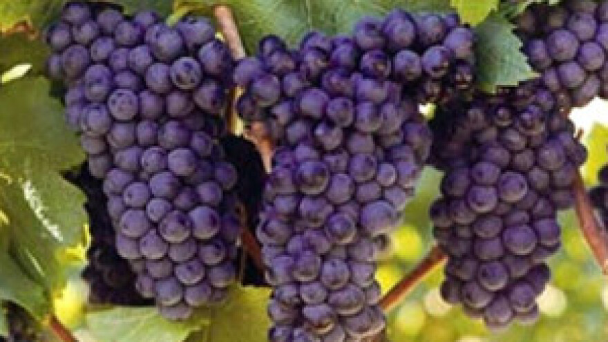 Grožđe odlično rodilo, bit će rekordna berba