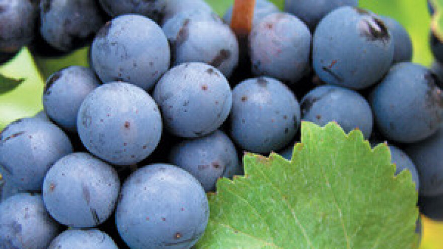 Izvoz vina nemoguć je bez suvremene vinarije