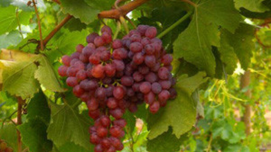 Počela berba na Bolu: grožđu ne manjka sladora