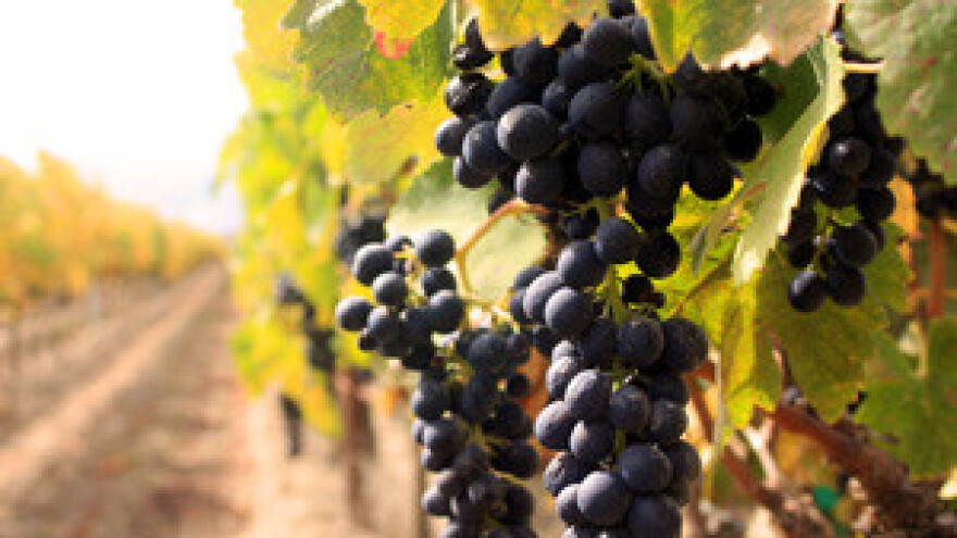 Apopleksija se širi vinogradima!