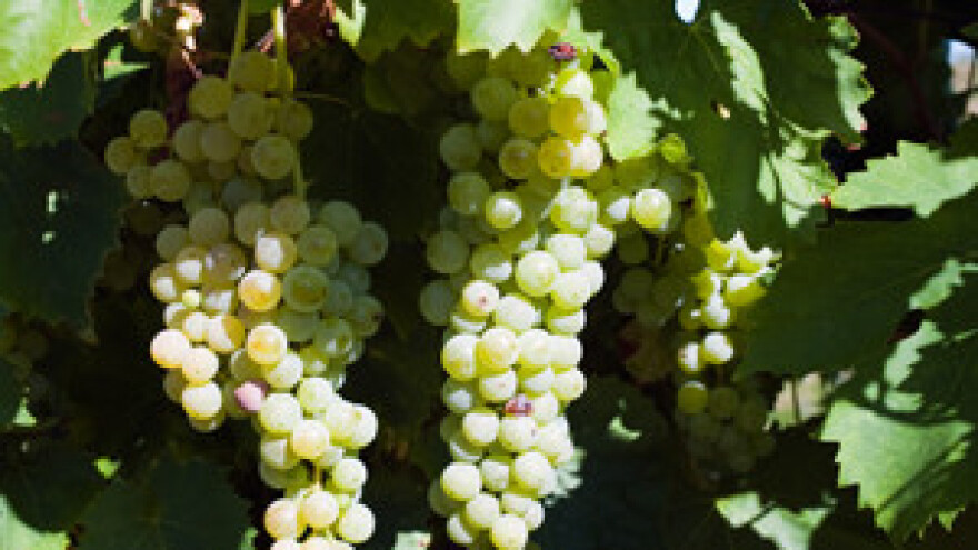 Kutjevčani slavili Vincekovo, Veličani Vinkovo