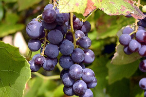 Očekuju rekordnu berbu grožđa i vrhunsko vino