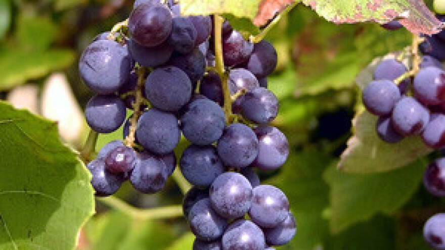 Očekuju rekordnu berbu grožđa i vrhunsko vino