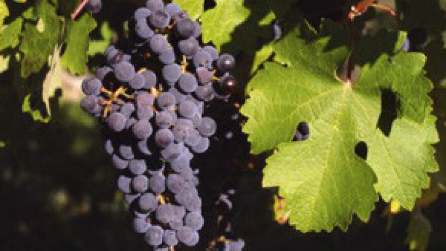 Milenijska godina za konavoska vina