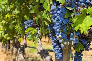 Turistički iskoraci Erdutskog vinogorja