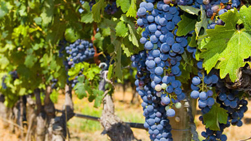 Turistički iskoraci Erdutskog vinogorja