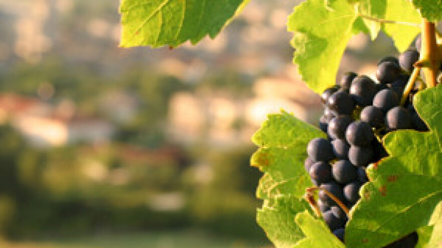 Vinari Đakovštine sve se više okreću turizmu