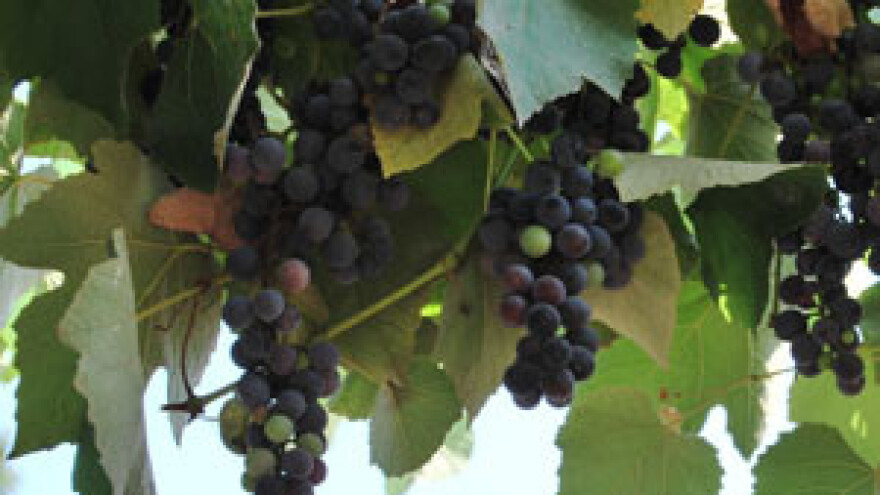 Sajmovi VINOVITA i INGA