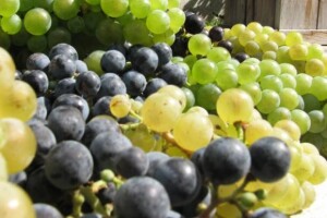 Vinska fešta i folkloraši u Dražu
