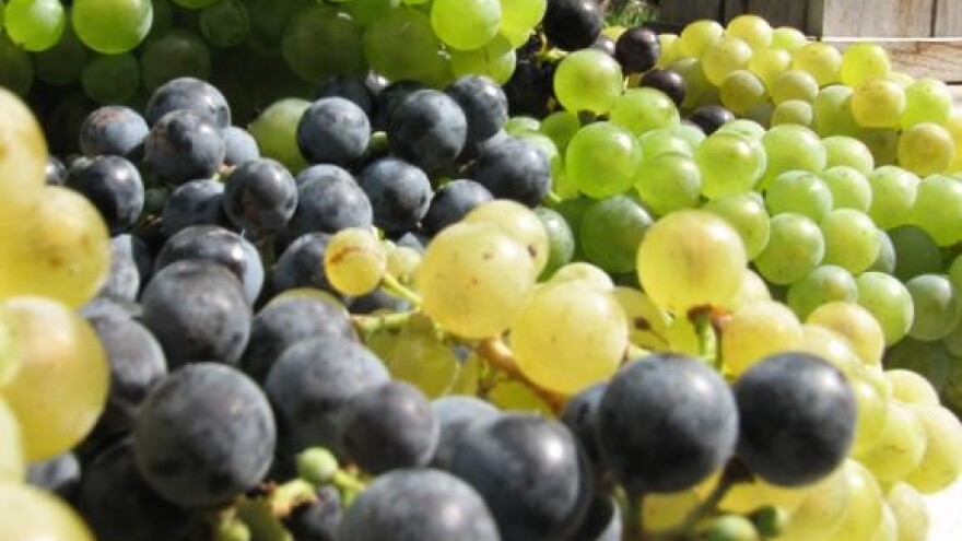 Vinska fešta i folkloraši u Dražu