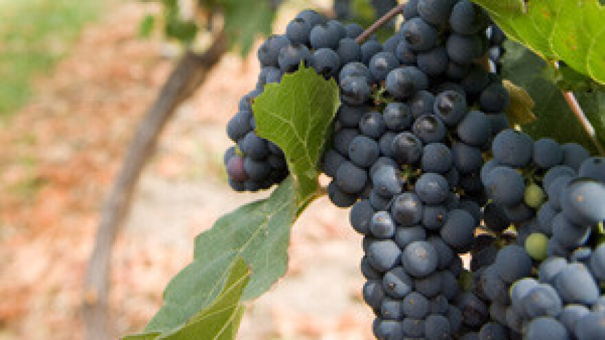 Hvarani spašavaju autohtone sorte