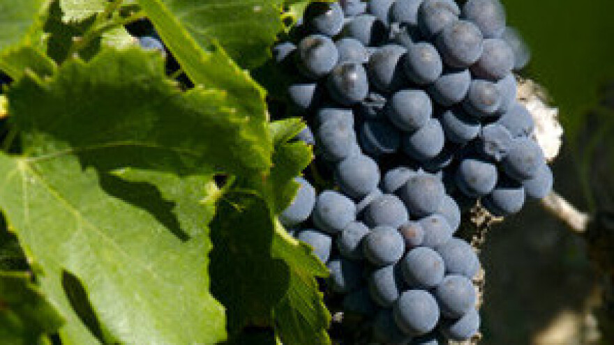 Uzgoj stolnog grožđa na okućnici