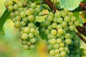 Uvozimo jeftino vino, izvozimo skupo