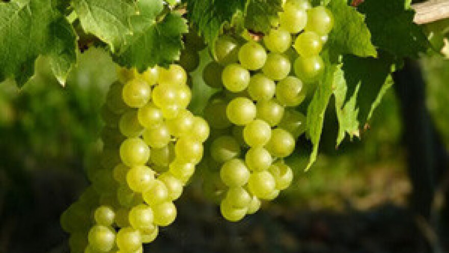 Moslavački vinari žele jaču promociju autohtonog škrleta