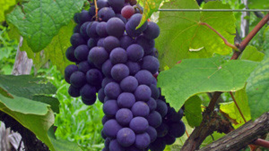 Za veći izvoz hrvatskih vina nedostaje marketing i brendiranje