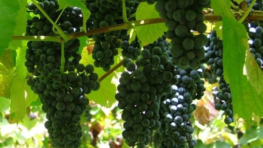 Novo postrojenje u Feravinu