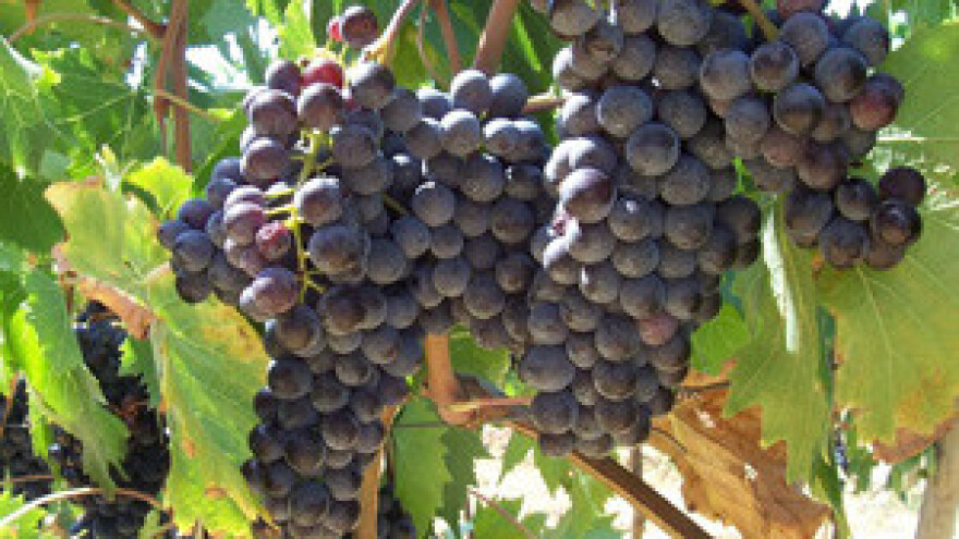 Plasman Plavca malog na kinesko tržište