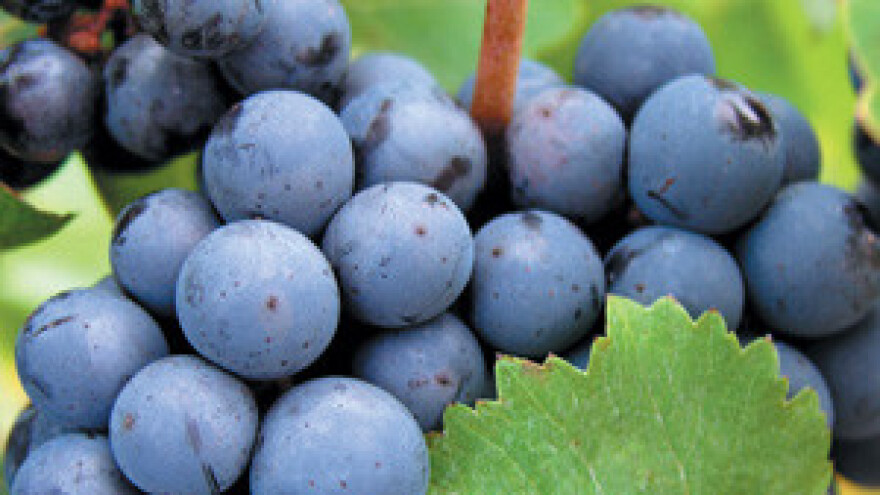 Poljoprivredna zadruga Dingač nije isplatila vinogradarima grožđe